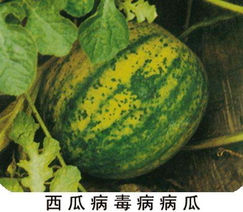 西瓜丁毒病