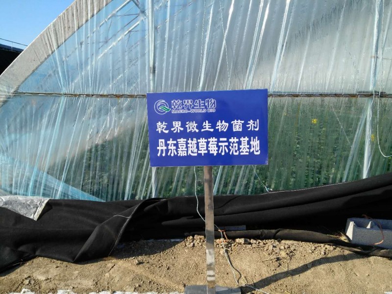 乾界生物丹东草莓示范项目基地.jpg