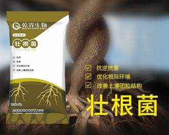 壮根菌330.jpg